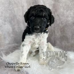 Poodle Puppies from Yellow Dog Farm