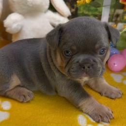 Dakota - Tricolors female French Bulldog puppy in Spokane, Washington from Lilac City Frenchies