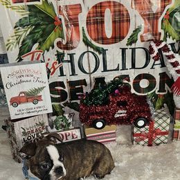 Boston Terrier Puppies from Tellier's AKC Boston Terriers Missouri