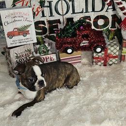 Boston Terrier Puppies from Tellier's AKC Boston Terriers Missouri