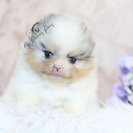 AKC Wendy - Blue merle female Pomeranian puppy in Sacramento, California from My Precious Poms