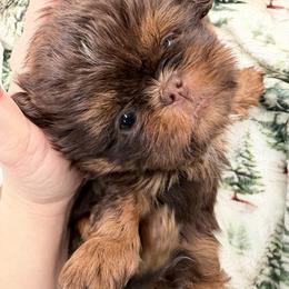 Susan - Liver female Shih Tzu puppy in Russellville, Kentucky from The Patriot Tzu
