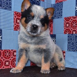 Australian Cattle Dog and Pembroke Welsh Corgi Puppies from Heelers in Texas