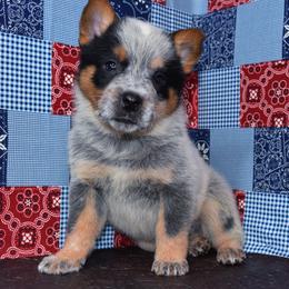 Australian Cattle Dog and Pembroke Welsh Corgi Puppies from Heelers in Texas