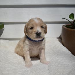 Aussiedoodle and Goldendoodle Puppies from Classic City Doodles