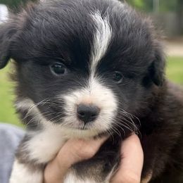 Toy Australian Shepherds from Double R farms