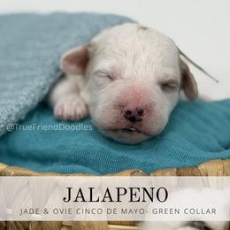 Green Collar - Parti male Goldendoodle puppy in Watertown, New York from True Friend Doodles
