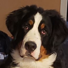 Cooper - Bernese Mountain Dog