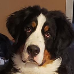Cooper - Bernese Mountain Dog