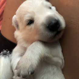 Berger Blanc Suisse Puppies from Nasha Comanda White Swiss Shepherds