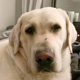 Aspyn - Labrador Retriever