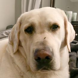 Aspyn - Labrador Retriever