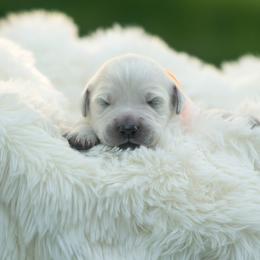 Archie - Light golden male Golden Retriever puppy in Morris, Minnesota from Midwest English Cream Goldens