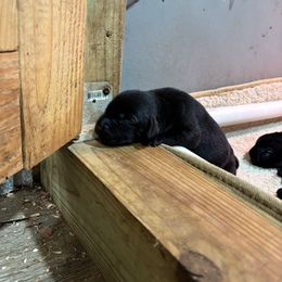Boy 2 - Black male Labrador Retriever puppy in Mount Olive, Mississippi from 3 King Kennels
