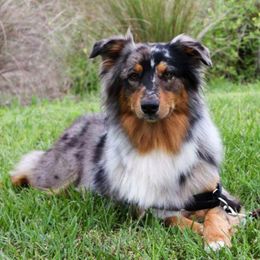 Australian Shepherds from CJ Farm and Kennels