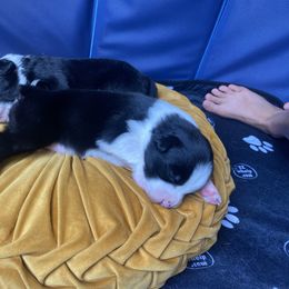 Australian Shepherd Puppies from Lil' Blue Blessings