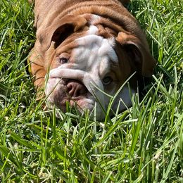 Armstrong - Bulldog puppy from Bully’s of Naboo