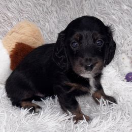 Light purple (pink) - Black and tan female Dachshund puppy in Chicago, Illinois from RGZ Doxies