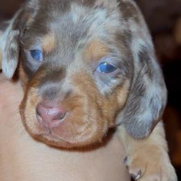 BoPeep - Dapple female Dachshund puppy in Santa Ana, California from Make Dachshunds Great Again