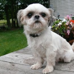 Ivory - Shih Tzu