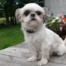 Ivory - Shih Tzu