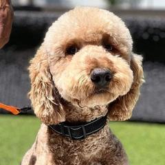 Double Doodles from Silvia's Doodles