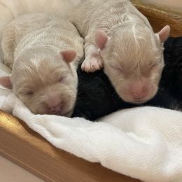 Miniature Schnauzer Puppies from Bar W Schnauzers