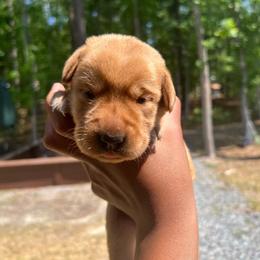Blaze - Yellow male Labrador Retriever puppy in Carthage, North Carolina from Wicked Pines Retrievers