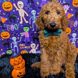 Gema - Red  female Goldendoodle puppy in Yale, Michigan from Angie's Goldendoodles/Angies doodles LLC