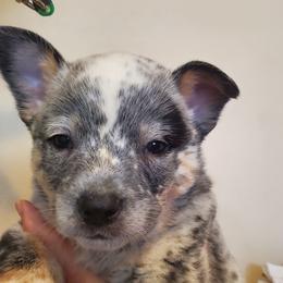 Eye patch - Blue mottled male Australian Cattle Dog puppy in Lenoir, North Carolina from Blue Coyote Ranch