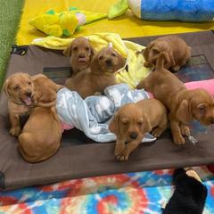 Basset Fauve de Bretagne and German Wirehaired Pointer Puppies from Afterhours German Wirehaired Pointers and Basset Fauve de Bretagne