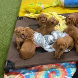Basset Fauve de Bretagne and German Wirehaired Pointer Puppies from Afterhours German Wirehaired Pointers and Basset Fauve de Bretagne