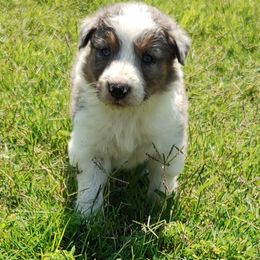 Border Collie Puppies from Bond Border Collies