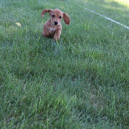 Girl 1 - Red female Dachshund puppy in Craig, Colorado from Rocky Mountain Shih Tzus and Dry Creek Miniature Dachshunds