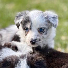 Libby - Blue merle female Border Collie puppy in Lakeview, Michigan from Haven Creek Farm
