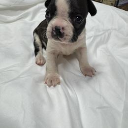 Tinsel - Black brindle and white female Boston Terrier puppy in Goshen, Ohio from Washburns bostons