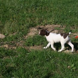Brittany Puppies from Center Ridge Brittanys