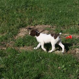 Brittany Puppies from Center Ridge Brittanys