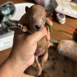 Rocket - Red  male Poodle puppy in Picayune, Mississippi from JEN's Poodles