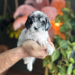 Chucky - Merle male Cockapoo puppy in Floyds Knobs, Indiana from Sweet Tails