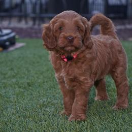 Teeter - Red female Australian Labradoodle puppy in Fontana, California from Glory Labradoodle’s