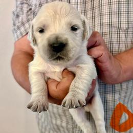 Male Pick 3 - Light golden male Golden Retriever puppy in Litchfield Park, Arizona from Phoenix Golden Retriever & Biewer Terriers