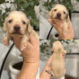Pale cream - Cream female Dachshund puppy in Bryan, Ohio from Wysteria Hill Doxies