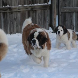 Saint Bernard Puppies from Dementhon Saint Bernards