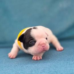Yellow collar - White and brindle male French Bulldog puppy in Polk City, Florida from Best Friend Frenchies, LLC