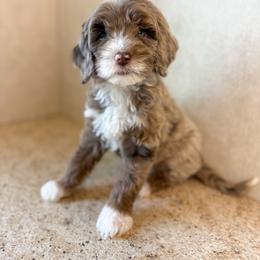 Dream - Merle female Goldendoodle puppy in Warsaw, Ohio from Lovabledoodles