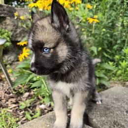 Earl - Agouti and white male Siberian Husky puppy in Addison, Michigan from Gray Run Siberian Huskies