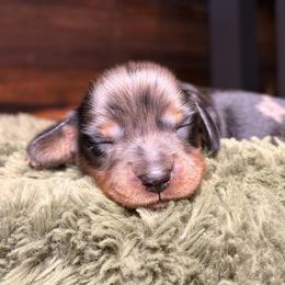Sparrow - Dapple male Dachshund puppy in Washburn, Tennessee from Clinch Mountain Dachshunds