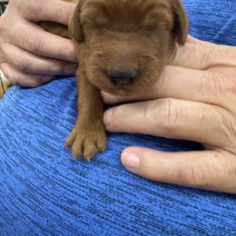 Orange collar - Mahogany male Irish Setter puppy in Choctaw, Oklahoma from Heartland Irish Setters
