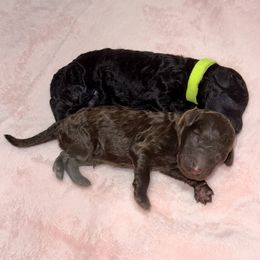 Labradoodle Puppies from Mud Puppies